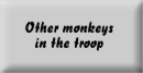 Other monkeys in the troop
